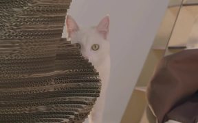 Nyan Cats - Animals - VIDEOTIME.COM