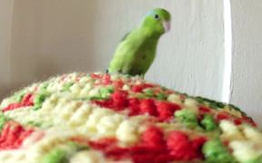 Kiwi’s First Blanket - Animals - VIDEOTIME.COM