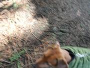 Walking With My Puppy