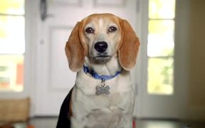 The Shelter Pet Project - “Toys” - Animals - Videotime.com