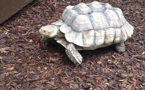 Turtle Enclosure - Animals - VIDEOTIME.COM