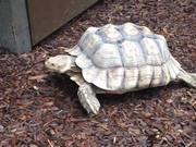 Turtle Enclosure