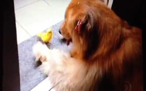 Friendship Of Parrot And Dog - Animals - VIDEOTIME.COM