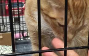 Cat Licking Fingers - Animals - VIDEOTIME.COM