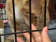 Cat Licking Fingers