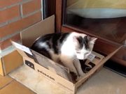 Cat In the Box