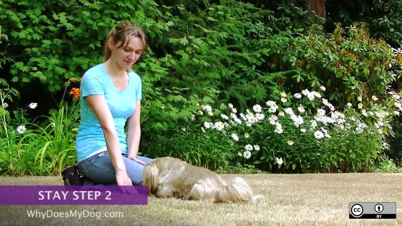 How To Teach A Dog To Stay - Part 2
