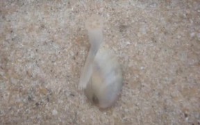 What A Clam Really Looks Like - Animals - VIDEOTIME.COM