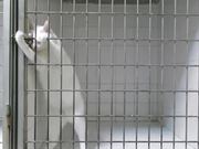 Houdini Cat Opening Locks