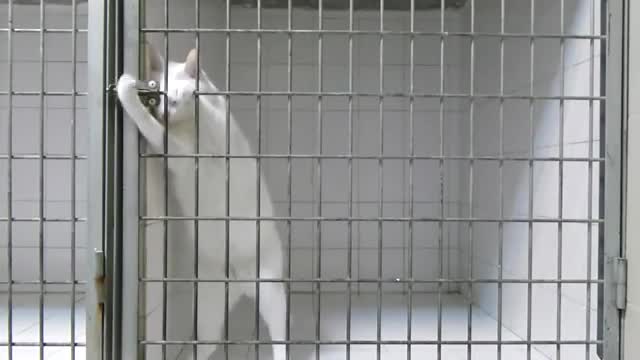 Houdini Cat Opening Locks