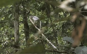 Rescued Orangutan Green - Animals - VIDEOTIME.COM