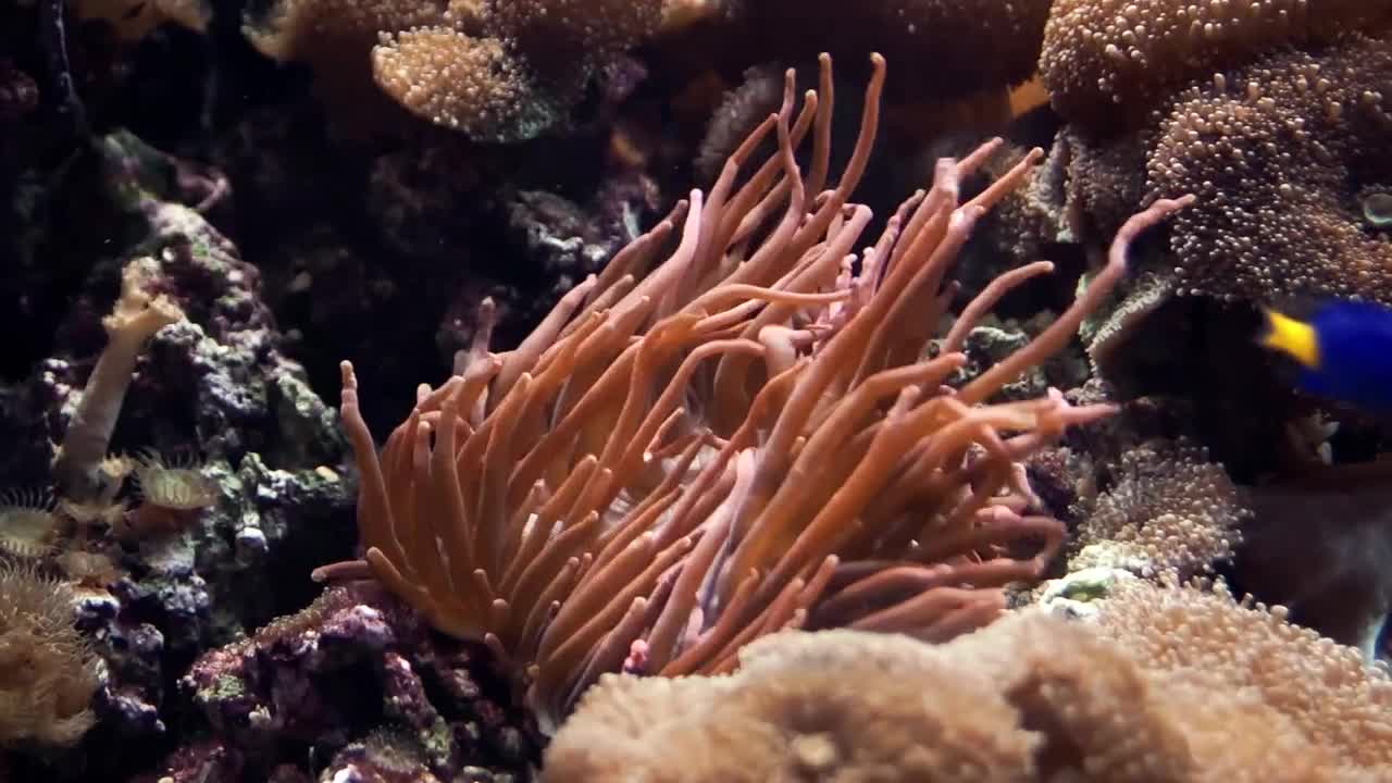 Life Underwater - Aquatopia