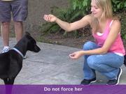 How To Greet A Scared Dog
