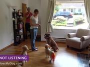 How To Teach A Dog To Stay - Not Listening