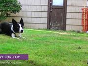 How To Teach A Dog To Stay - Advanced