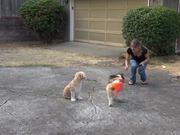 How To Teach A Dog To Come - Part 2