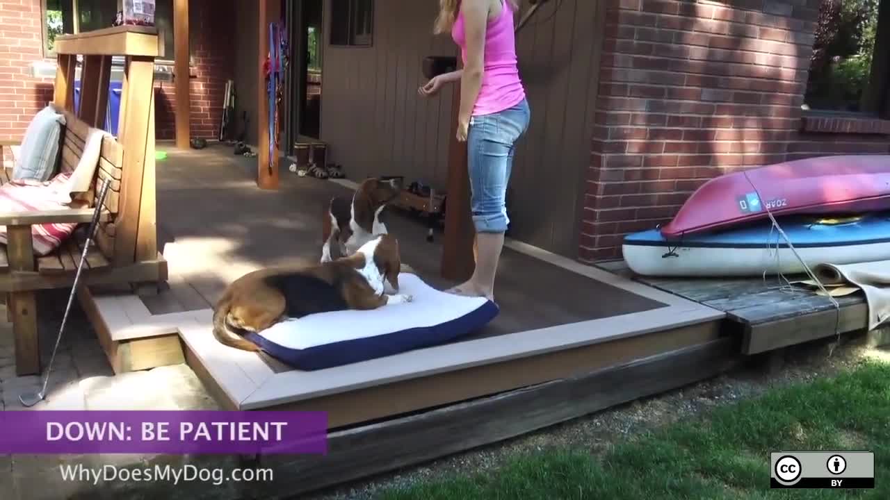 How To Teach A Dog To Lay Down - Be Patient