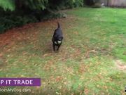How To Teach A Dog To Drop It - Trade
