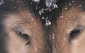 Winter Walk - Animals - VIDEOTIME.COM
