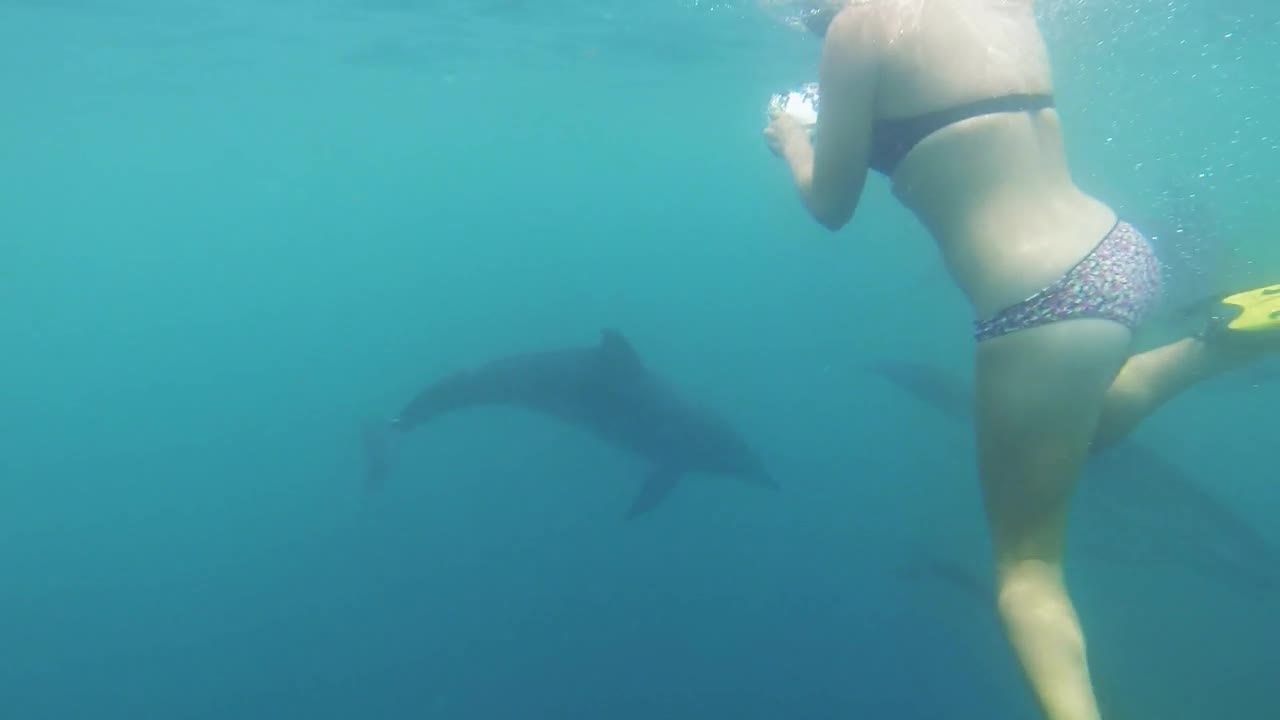 Swimming With Wild Dolphins