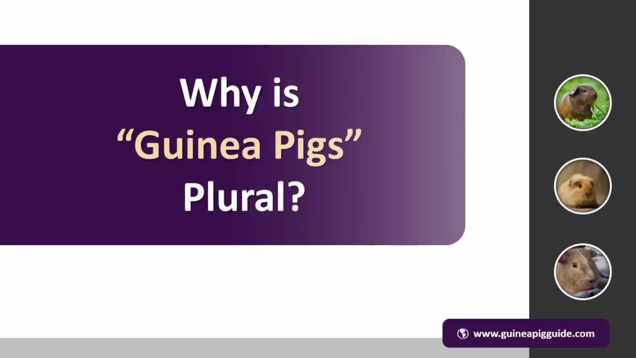 Buying Guinea Pigs