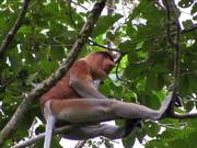 Borneo - Probiscus Monkey