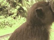 Borneo - Probiscus Monkey