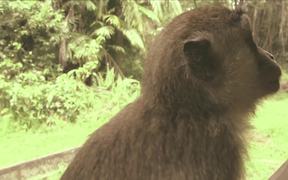 Borneo - Probiscus Monkey - Animals - VIDEOTIME.COM