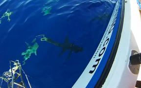Swimming With Sharks - Animals - VIDEOTIME.COM