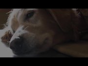 A Dog's Purpose Official Trailer