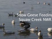 Snow Geese Feeding at Squaw Creek