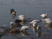 Snow Geese Feeding at Squaw Creek