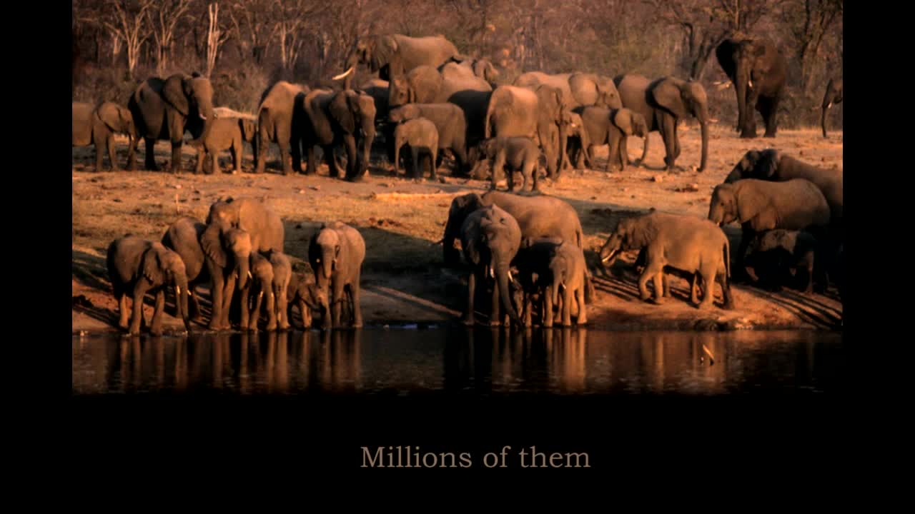 Elephants Forever - Call To Action