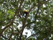 Asia Pacific Tree Climbing Championships