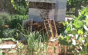 Bee Swarm Moving - Animals - VIDEOTIME.COM