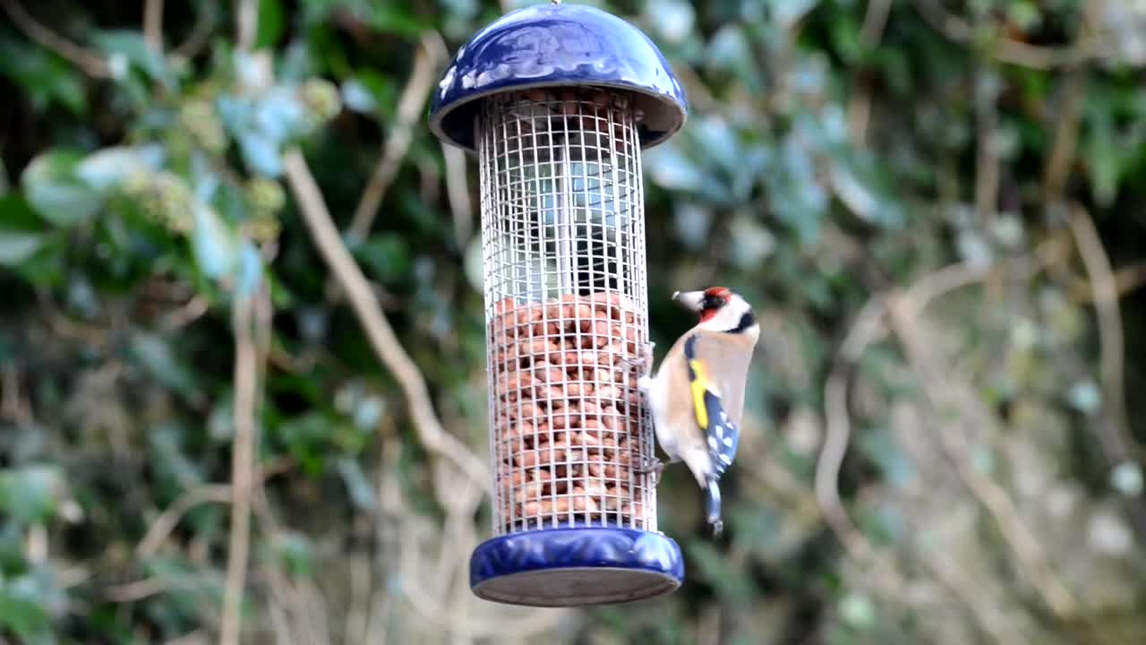 Bird's Feeding