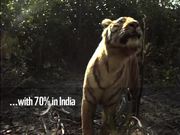 Bengal Tiger Montage, India