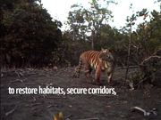 Bengal Tiger Montage, India
