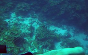 Karpata Reef - Bonaire - Animals - VIDEOTIME.COM