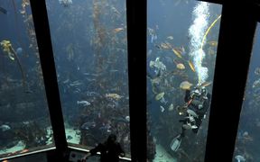 Monterey Bay Aquarium - Blue Dream - Animals - VIDEOTIME.COM