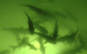 Backlit Fish - Animals - VIDEOTIME.COM