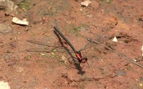Flame Flatwing Damselfly - Animals - VIDEOTIME.COM