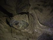 Sukamade - Turtle Hatchery