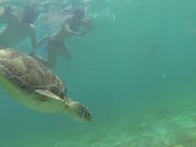 Snorkeling with Tultles and Rays - Animals - Y8.COM