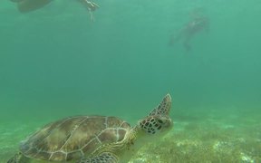 Snorkeling with Tultles and Rays - Animals - VIDEOTIME.COM