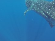 Face to Face with a Whale Shark