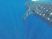 Face to Face with a Whale Shark