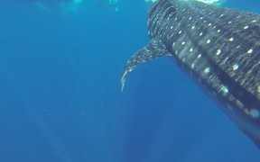 Face to Face with a Whale Shark - Animals - VIDEOTIME.COM