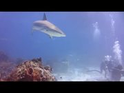 Lemon Sharks and Other Critters