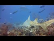Lemon Sharks and Other Critters